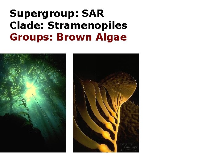 Supergroup: SAR Clade: Stramenopiles Groups: Brown Algae 