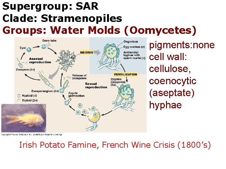 Supergroup: SAR Clade: Stramenopiles Groups: Water Molds (Oomycetes) pigments: none cell wall: cellulose, coenocytic