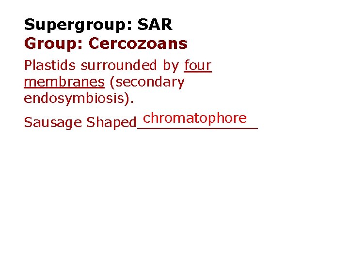 Supergroup: SAR Group: Cercozoans Plastids surrounded by four membranes (secondary endosymbiosis). chromatophore Sausage Shaped_______