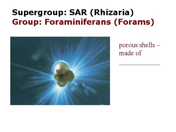 Supergroup: SAR (Rhizaria) Group: Foraminiferans (Forams) porous shells – made of ______ 
