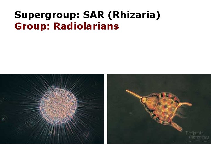 Supergroup: SAR (Rhizaria) Group: Radiolarians 