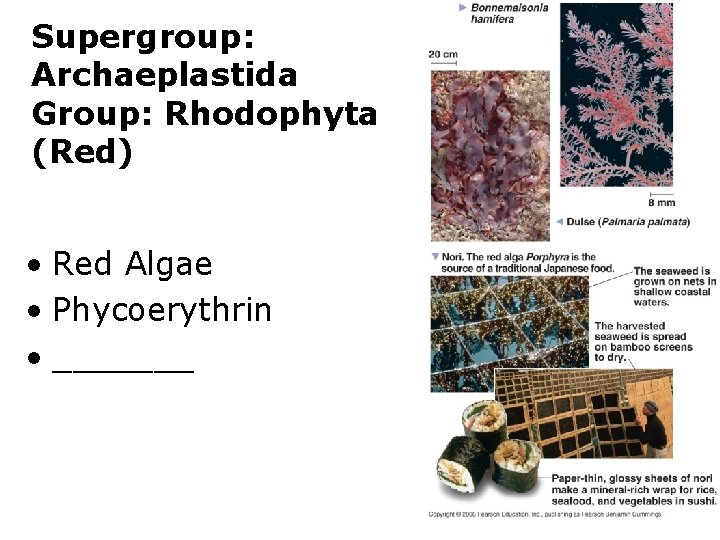 Supergroup: Archaeplastida Group: Rhodophyta (Red) • Red Algae • Phycoerythrin • _______ 