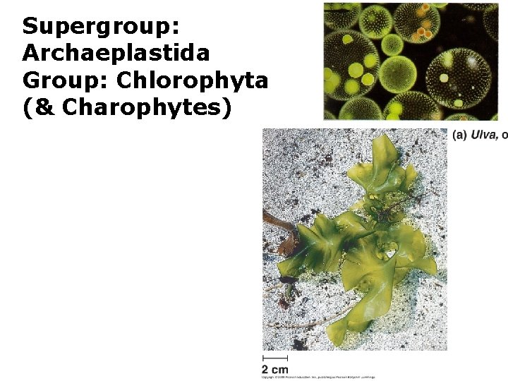 Supergroup: Archaeplastida Group: Chlorophyta (& Charophytes) 