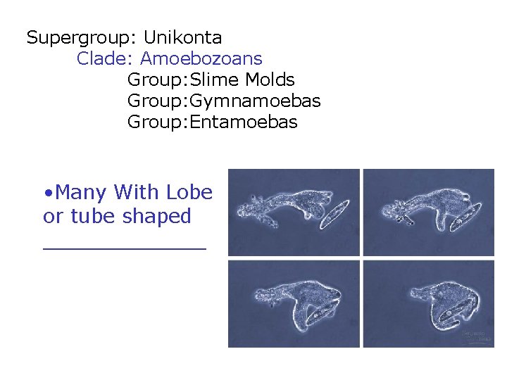 Supergroup: Unikonta Clade: Amoebozoans Group: Slime Molds Group: Gymnamoebas Group: Entamoebas • Many With