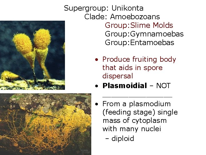 Supergroup: Unikonta Clade: Amoebozoans Group: Slime Molds Group: Gymnamoebas Group: Entamoebas • Produce fruiting