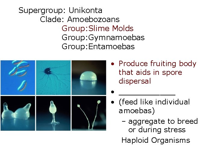 Supergroup: Unikonta Clade: Amoebozoans Group: Slime Molds Group: Gymnamoebas Group: Entamoebas • Produce fruiting