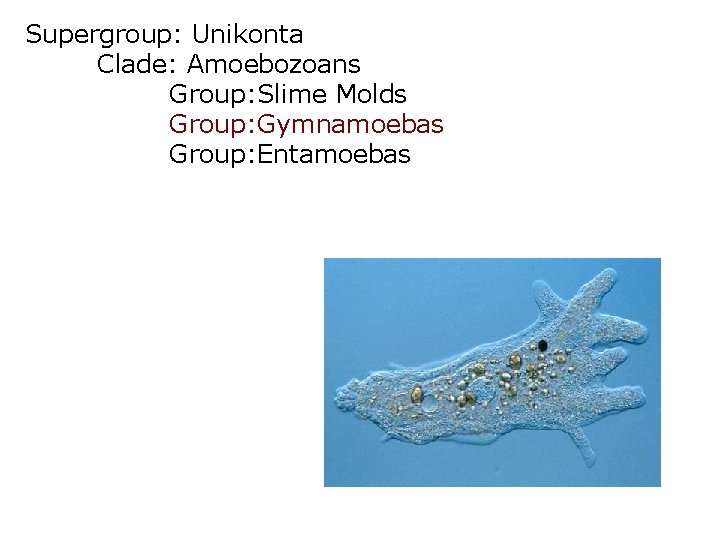 Supergroup: Unikonta Clade: Amoebozoans Group: Slime Molds Group: Gymnamoebas Group: Entamoebas 