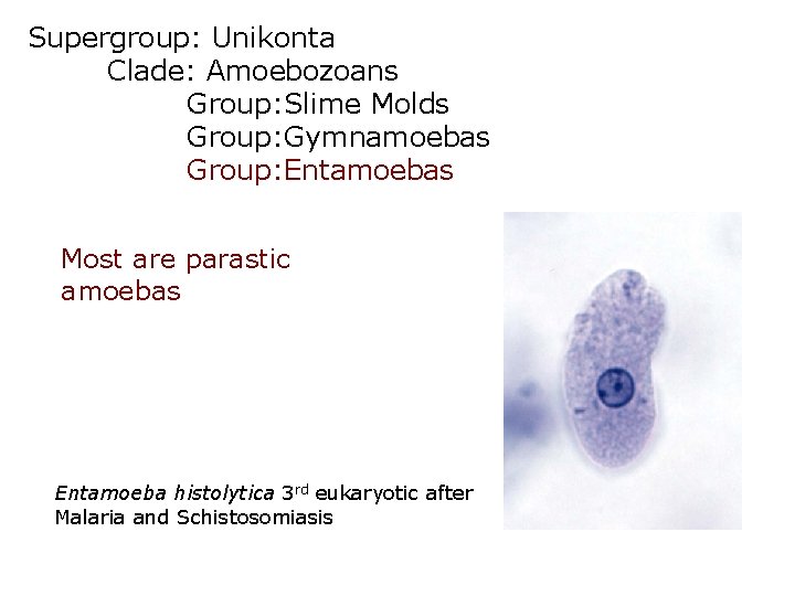 Supergroup: Unikonta Clade: Amoebozoans Group: Slime Molds Group: Gymnamoebas Group: Entamoebas Most are parastic