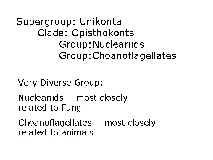 Supergroup: Unikonta Clade: Opisthokonts Group: Nucleariids Group: Choanoflagellates Very Diverse Group: Nucleariids = most