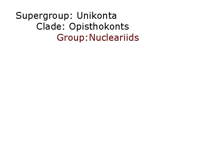 Supergroup: Unikonta Clade: Opisthokonts Group: Nucleariids 