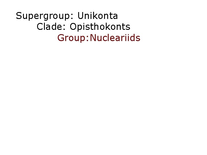 Supergroup: Unikonta Clade: Opisthokonts Group: Nucleariids 