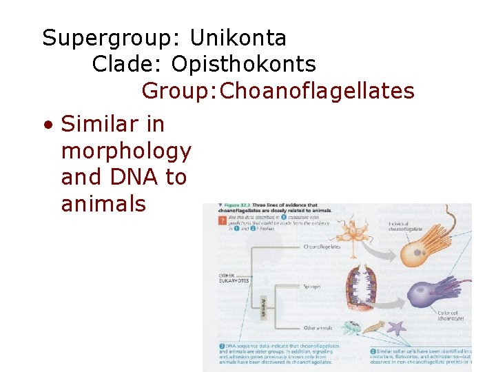 Supergroup: Unikonta Clade: Opisthokonts Group: Choanoflagellates • Similar in morphology and DNA to animals