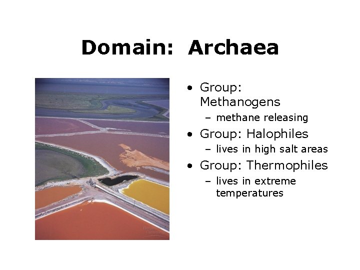 Domain: Archaea • Group: Methanogens – methane releasing • Group: Halophiles – lives in