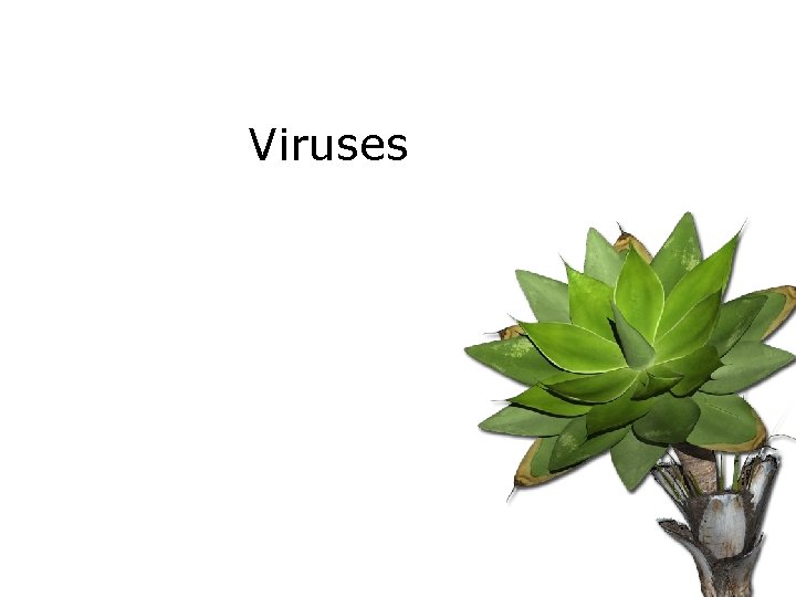 Viruses 