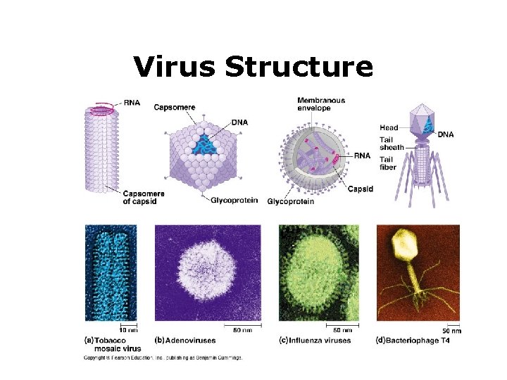 Virus Structure 
