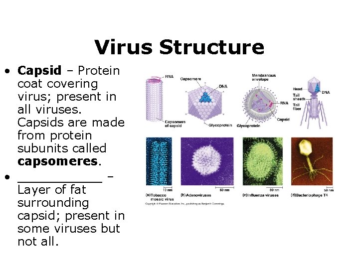 Virus Structure • Capsid – Protein coat covering virus; present in all viruses. Capsids