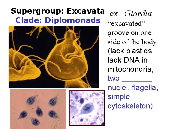 Supergroup: Excavata ex. Giardia Clade: Diplomonads “excavated” groove on one side of the body