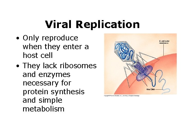 Viral Replication • Only reproduce when they enter a host cell • They lack