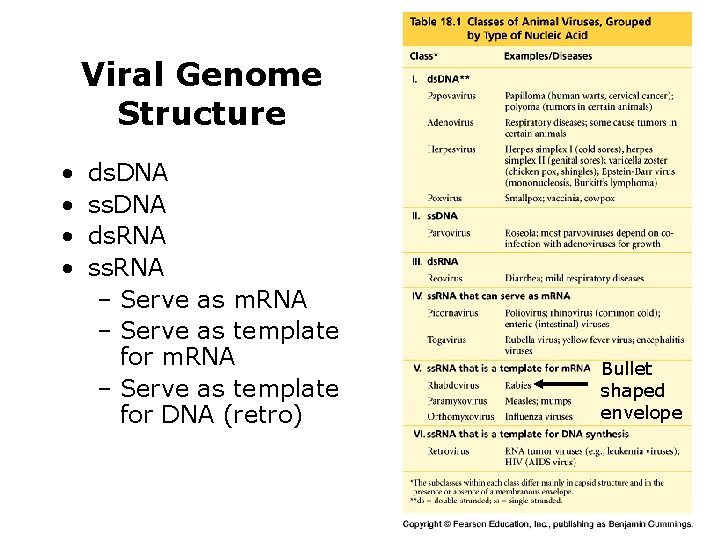 Viral Genome Structure • • ds. DNA ss. DNA ds. RNA ss. RNA –