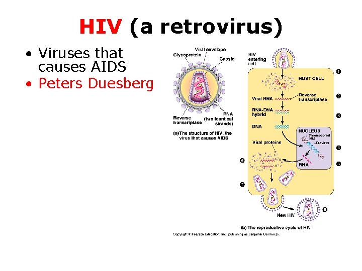 HIV (a retrovirus) • Viruses that causes AIDS • Peters Duesberg 