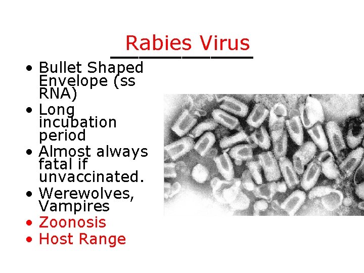 Rabies Virus _____ • Bullet Shaped Envelope (ss RNA) • Long incubation period •