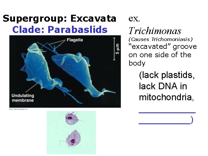 Supergroup: Excavata Clade: Parabaslids ex. Trichimonas (Causes Trichomoniasis) “excavated” groove on one side of