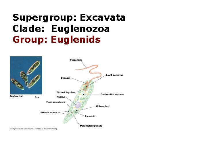 Supergroup: Excavata Clade: Euglenozoa Group: Euglenids 