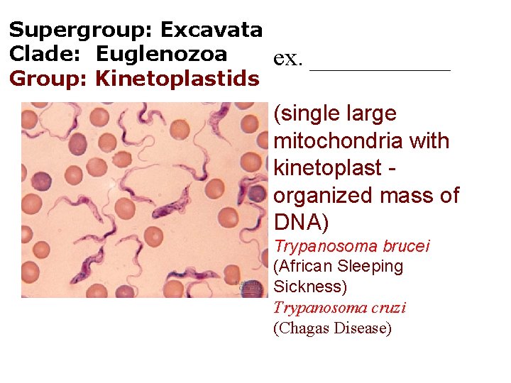 Supergroup: Excavata Clade: Euglenozoa Group: Kinetoplastids ex. ______ (single large mitochondria with kinetoplast organized