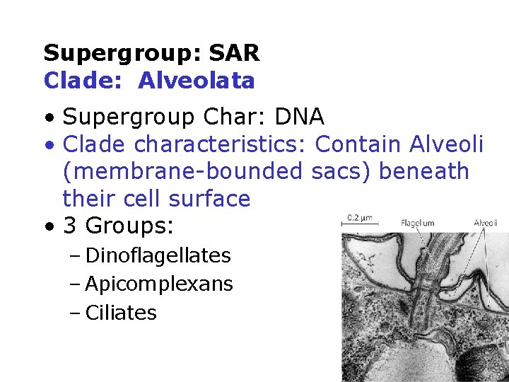 Supergroup: SAR Clade: Alveolata • Supergroup Char: DNA • Clade characteristics: Contain Alveoli (membrane-bounded