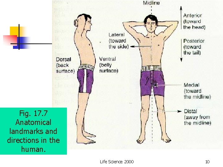 Fig. 17. 7 Anatomical landmarks and directions in the human. Life Science 2000 10