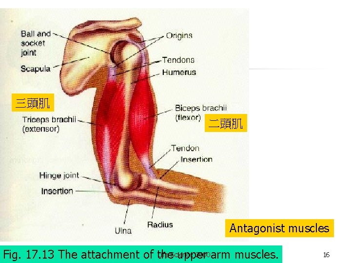 三頭肌 二頭肌 Antagonist muscles Life Science 2000 arm muscles. Fig. 17. 13 The attachment