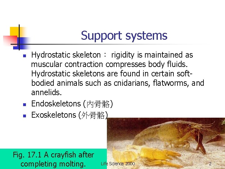 Support systems n n n Hydrostatic skeleton： rigidity is maintained as muscular contraction compresses