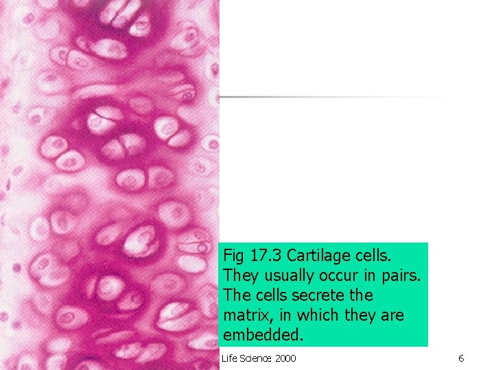 Fig 17. 3 Cartilage cells. They usually occur in pairs. The cells secrete the