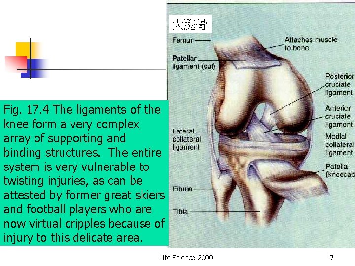大腿骨 Fig. 17. 4 The ligaments of the knee form a very complex array