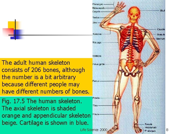 The adult human skeleton consists of 206 bones, although the number is a bit