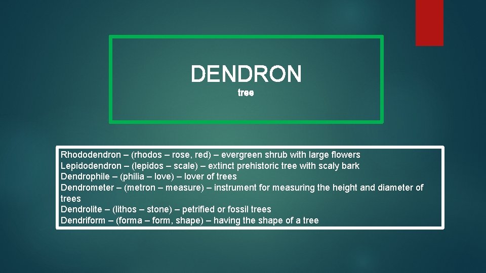 DENDRON tree Rhododendron – (rhodos – rose, red) – evergreen shrub with large flowers