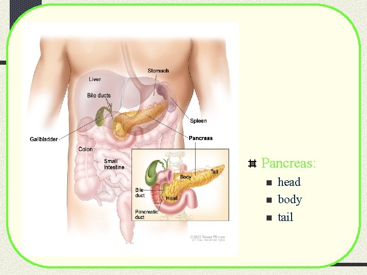 Pancreas: n n n head body tail Pancreas: n n n head body tail