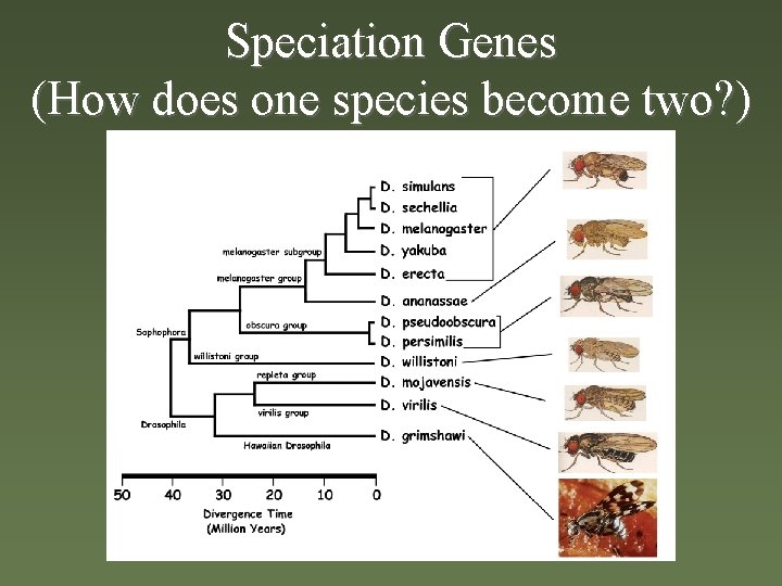 Speciation Genes (How does one species become two? ) 