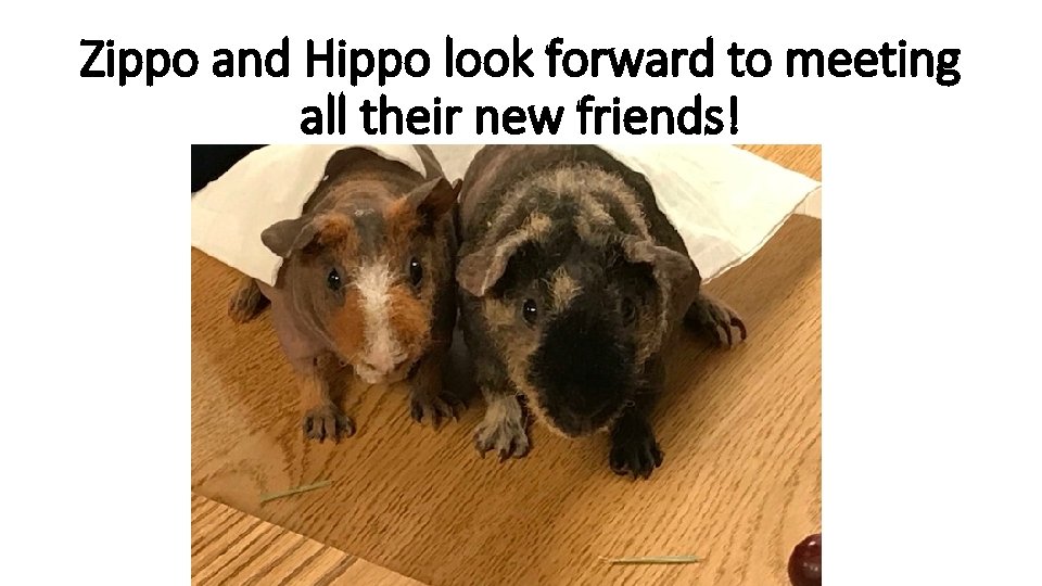 Zippo and Hippo look forward to meeting all their new friends! 