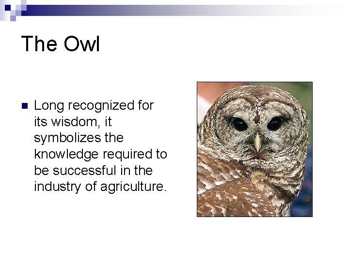 The Owl n Long recognized for its wisdom, it symbolizes the knowledge required to