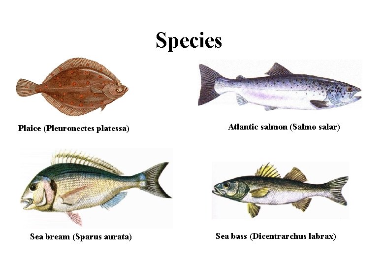 Species Plaice (Pleuronectes platessa) Sea bream (Sparus aurata) Atlantic salmon (Salmo salar) Sea bass