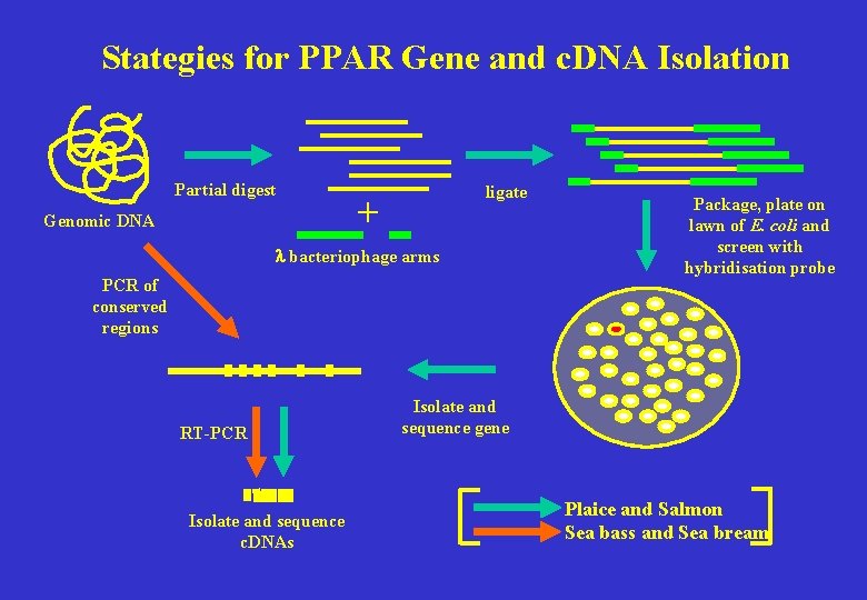 Stategies for PPAR Gene and c. DNA Isolation Partial digest Genomic DNA ligate +
