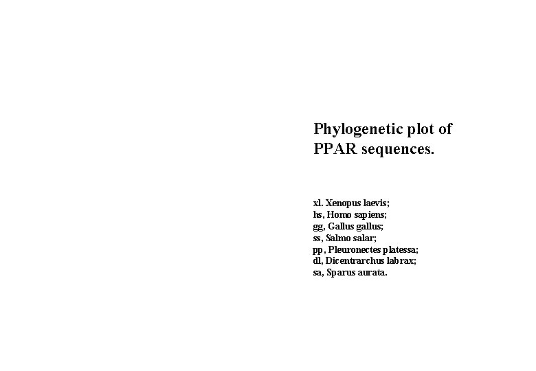 Phylogenetic plot of PPAR sequences. xl. Xenopus laevis; hs, Homo sapiens; gg, Gallus gallus;