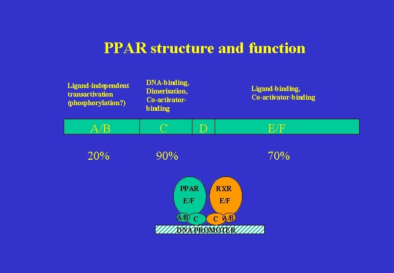 PPAR structure and function Ligand-independent transactivation (phosphorylation? ) DNA-binding, Dimerisation, Co-activatorbinding A/B C 20%