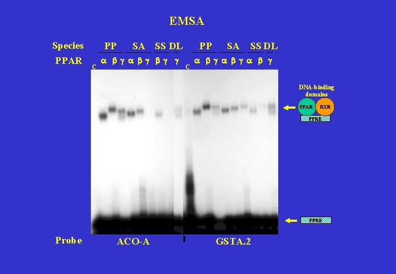 EMSA Species PPAR PP C SA SS DL a b g b g g