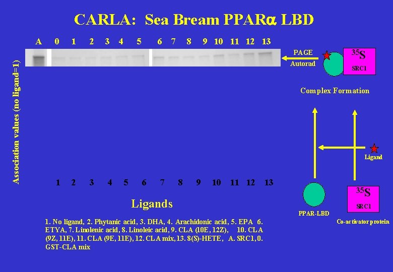 CARLA: Sea Bream PPARa LBD A 0 1 2 3 4 5 6 7