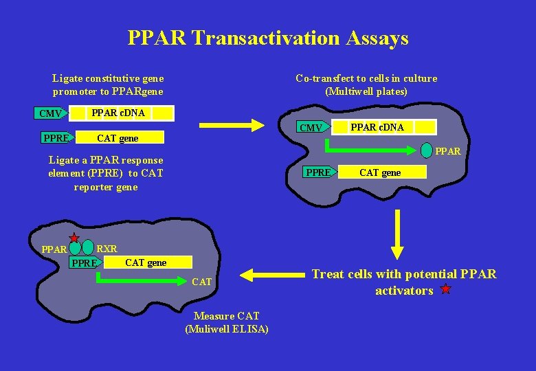 PPAR Transactivation Assays Co-transfect to cells in culture (Multiwell plates) Ligate constitutive gene promoter