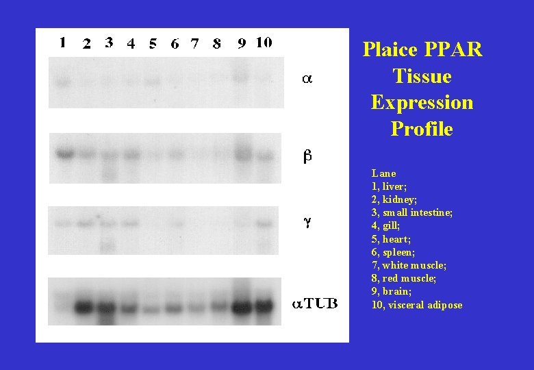 Plaice PPAR Tissue Expression Profile Lane 1, liver; 2, kidney; 3, small intestine; 4,