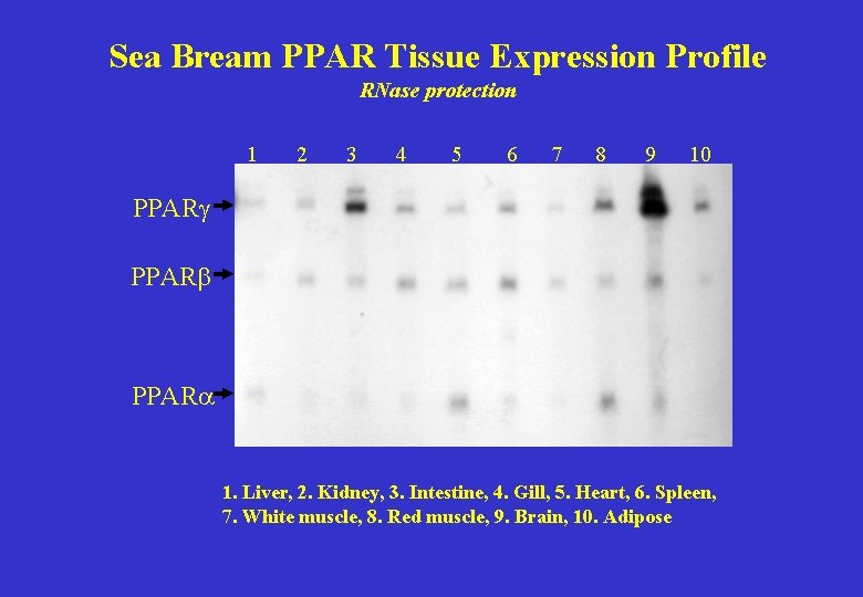 Sea Bream PPAR Tissue Expression Profile RNase protection 1 2 3 4 5 6