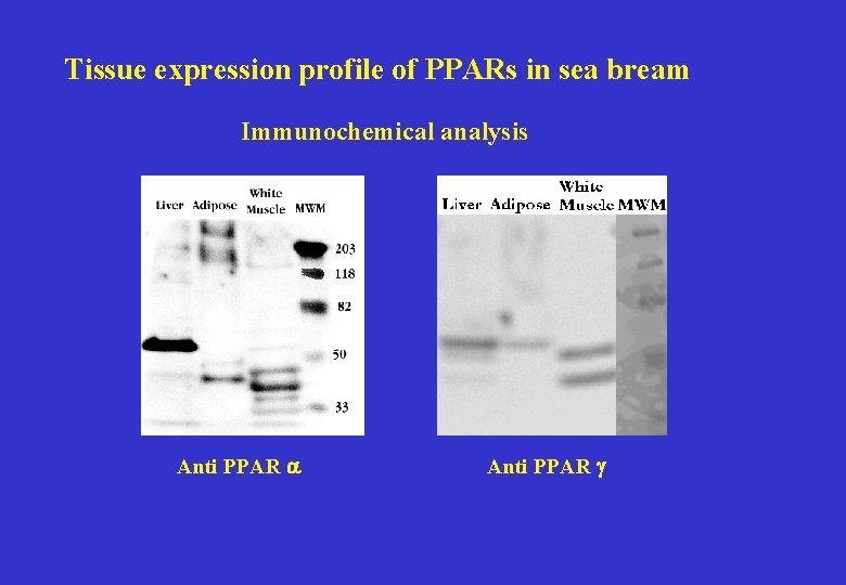 Tissue expression profile of PPARs in sea bream Immunochemical analysis Anti PPAR a Anti